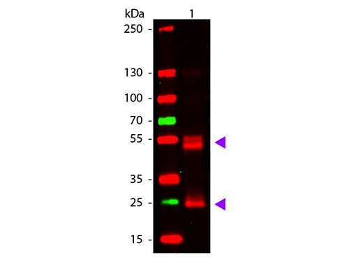 WB - F(ab')2 Anti-Rat IgG (H&L) Pre-Adsorbed Secondary Antibody ASR2818